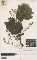 Neotype of Jungia fistulosa Hieron [family ASTERACEAE]