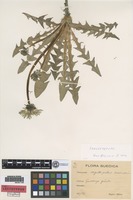 Isolectotype of Taraxacum sagittipotens Dahlst. & Ohlsen [family ASTERACEAE]