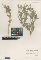 Isotype of Tephrosia kassasii Boulos [family FABACEAE]
