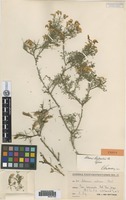 Holotype of Adesmia bedwellii Skottsb. [family FABACEAE]