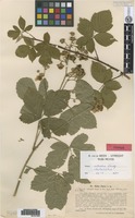 Lectotype of Rubus ciliatus Lindeb. [family ROSACEAE]