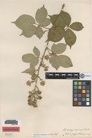Type of Rubus polyanthemus Lindeb. [family ROSACEAE]