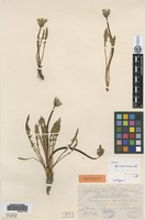 Isotype of Taraxacum germanicum Soest [family ASTERACEAE]