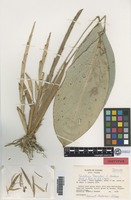 Isotype of Sanblasia dressleri L. Andersson [family MARANTACEAE]