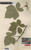 Type? of Rubus ciliatus Lindeb. [family ROSACEAE]
