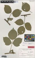 Isotype of Rubus stormanicus H. E. Weber [family ROSACEAE]