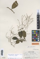 Isolectotype of Charpentiera obovata Gaudich. f. parvifolia Suess. [family AMARANTHACEAE]
