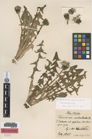 Isolectotype of Taraxacum melanthoides Dahlst. ex Dahlst. [family ASTERACEAE]