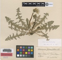 Isolectotype of Taraxacum pannulatum Dahlst. [family ASTERACEAE]