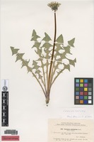 Isolectotype of Taraxacum pulchrifolium Markl. [family ASTERACEAE]