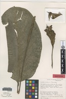 Isotype of Calathea dodsonii H. A. Kenn. [family MARANTACEAE]