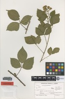 Isotype of Rubus stormanicus H. E. Weber [family ROSACEAE]