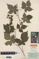 Lectotype of Rubus nemorosus Hayne ex Willd. var. acuminatus Lindblom [family ROSACEAE]
