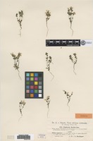 Type? of Euphrasia rostkoviana Hayne f. putata Hayek [family SCROPHULARIACEAE]