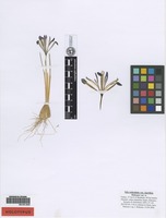 Holotype of Iris reticulata M. Bieb. var. kurdica Ruksans [family IRIDACEAE]
