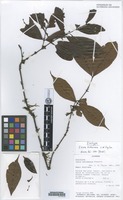 Isotype of Ixora rudasiana C. M. Taylor [family RUBIACEAE]