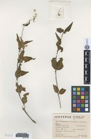 Isotype of Alternanthera altacruzensis Suess. [family AMARANTHACEAE]