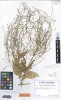 Holotype of Iresine pedicellata Eliasson [family AMARANTHACEAE]