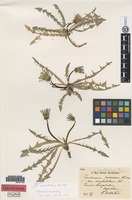 Isolectotype of Taraxacum ceratolobum Dahlst. [family ASTERACEAE]