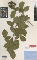 Type of Rubus newbouldianus Rilstone [family ROSACEAE]