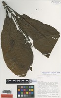 Holotype of Alseis lugonis L. Andersson [family RUBIACEAE]