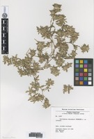 Isotype of Guilleminea chacoensis Pedersen [family AMARANTHACEAE]