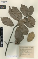Isotype of Quercus ochroesthes E.F. Warb. [family FABACEAE]