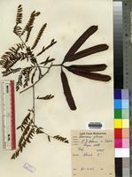 Leucaena glauca in Global Plants on JSTOR