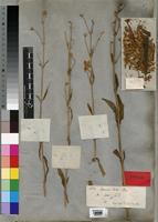 Exacum teres Wall. [family GENTIANACEAE]