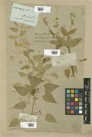 Filed as Stellaria nemorum L. [family CARYOPHYLLACEAE]