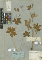 Filed as Geranium eriostemon DC. [family GERANIACEAE]