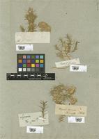 Filed as Drypis spinosa L. [family CARYOPHYLLACEAE]