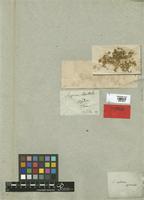 Holotype of Sagina apetala Ard. var. agglomerata Ser. [family CARYOPHYLLACEAE]