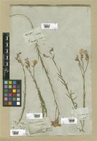 Filed as Linum narbonense L. [family LINACEAE]