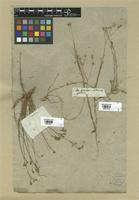 Filed as Linum tenuifolium L. [family LINACEAE]