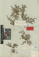Syntype of Euphorbia serpens Kunth var. radicans Boiss. [family EUPHORBIACEAE]