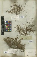 Filed as Euphorbia spinosa L. [family EUPHORBIACEAE]