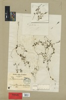 Holotype of Peperomia parvilimba C. DC. [family PIPERACEAE]