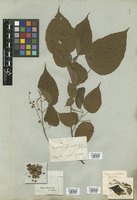 Filed as Mallotus oppositifolius (Geiseler) Müll. Arg. [family EUPHORBIACEAE]