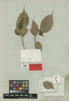 Isotype of Mallotus korthalsii Müll. Arg. [family EUPHORBIACEAE]