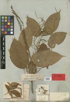 Type of Acalypha scandens Benth. [family EUPHORBIACEAE]