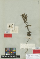 Syntype of Acalypha peduncularis C. Krauss var. psilogyne Müll. Arg. [family EUPHORBIACEAE]