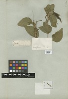 Filed as Acalypha communis Müll. Arg. var. hirta (Spreng.) Müll. Arg. [family EUPHORBIACEAE]
