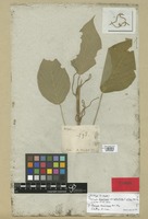 Holotype of Acalypha brasiliensis Müll. Arg. f. obtusa Müll. Arg. [family EUPHORBIACEAE]