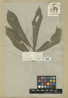 Filed as Acalypha prunifolia Nees & Mart. [family EUPHORBIACEAE]