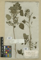 Filed as Acalypha indica L. [family EUPHORBIACEAE]