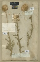 Filed as Carduus nigrescens Vill. [family ASTERACEAE]