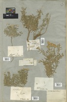 Filed as Achillea santolina L. [family COMPOSITAE]