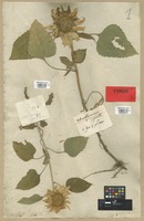 Type of Helianthus annuus L. var. pumilus DC. [family COMPOSITAE]