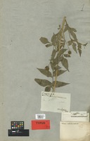 Holotype of Bidens subalternans DC. [family COMPOSITAE]